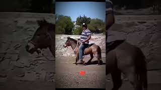 he rides on a donkey and funny thing is his donkey goes berserk #funny