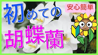 【胡蝶蘭】2021年から始めよう！初めてでも安心・簡単！胡蝶蘭の育て方【初級編】