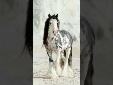 النخوة والجمال 