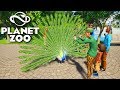 PLANET ZOO - ADOTEI UM PAVÃO muito INSANO!!!