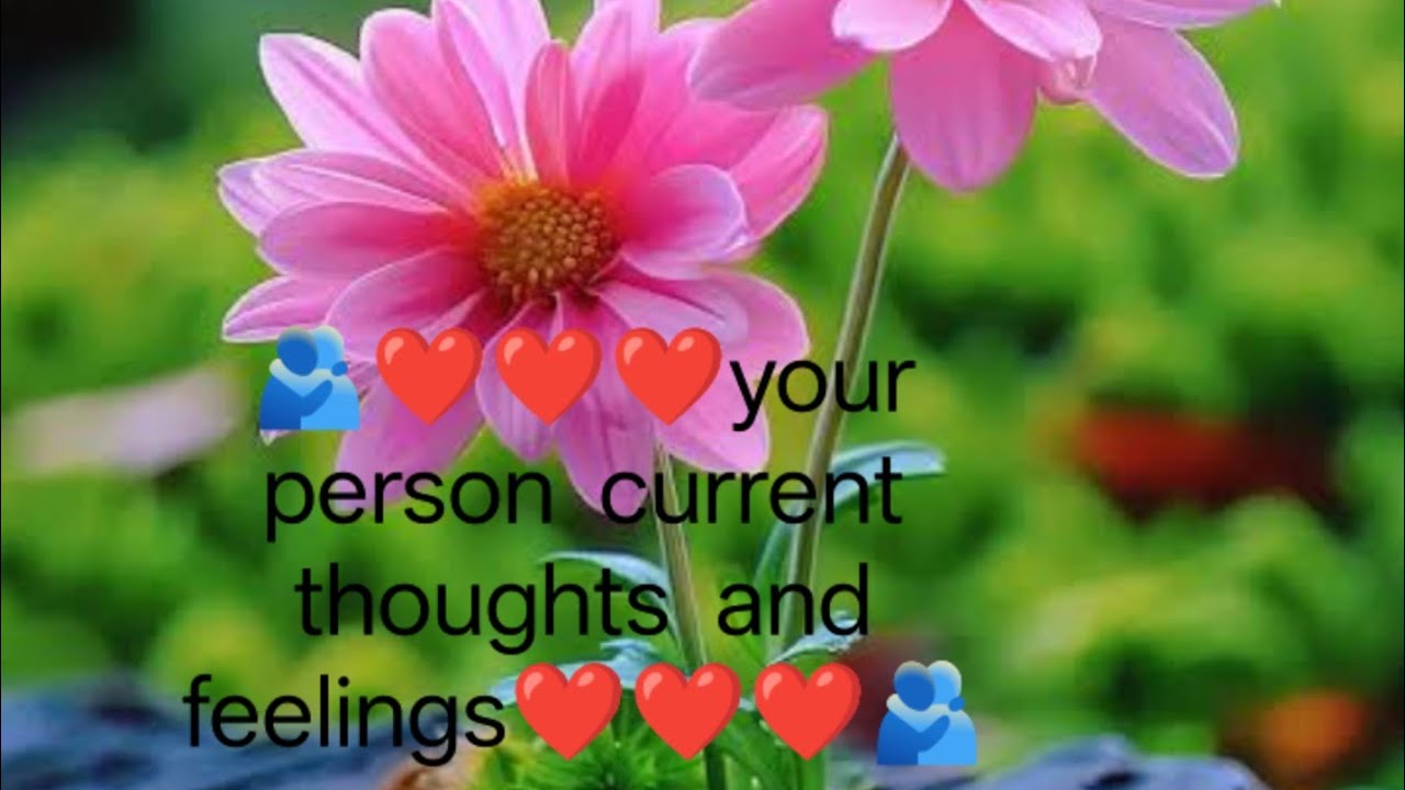 Your person current thoughts and feeling#tarrot#healing#spiritual#anmeegam #lovestatus#love#fiancee 