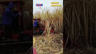 Begini Mesin Panen Tebu Modern