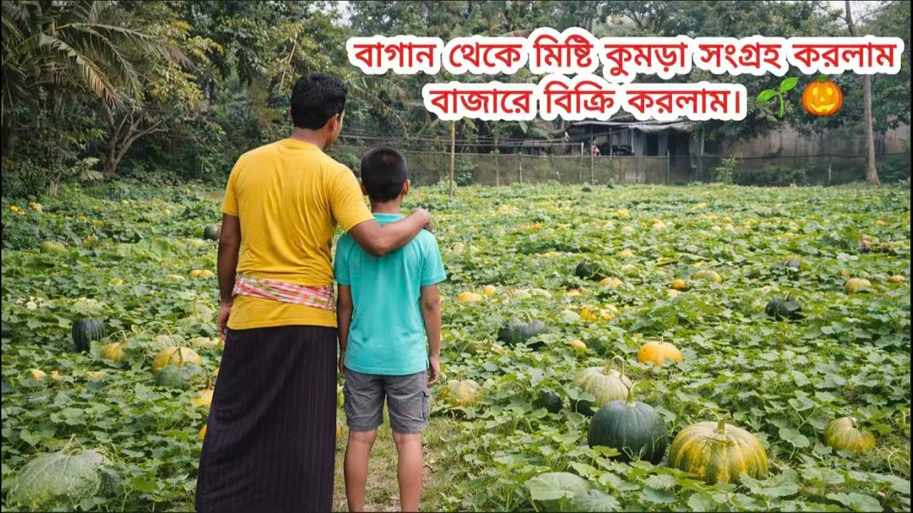 বাগান থেকে মিষ্টি কুমড়া সংগ্রহ করলাম এবং বাজারে বিক্রি করলাম। 🌱🎃