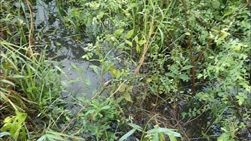 Cắm câu cá lóc vào những ngày mưa bão | Long An quê tôi