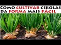 como cultivar cebolas da forma mais fácil do mundo!