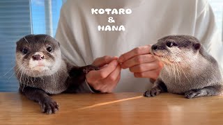 Otters Get the Perfect Winter Present by KOTSUMET 124,533 views 3 months ago 6 minutes, 18 seconds