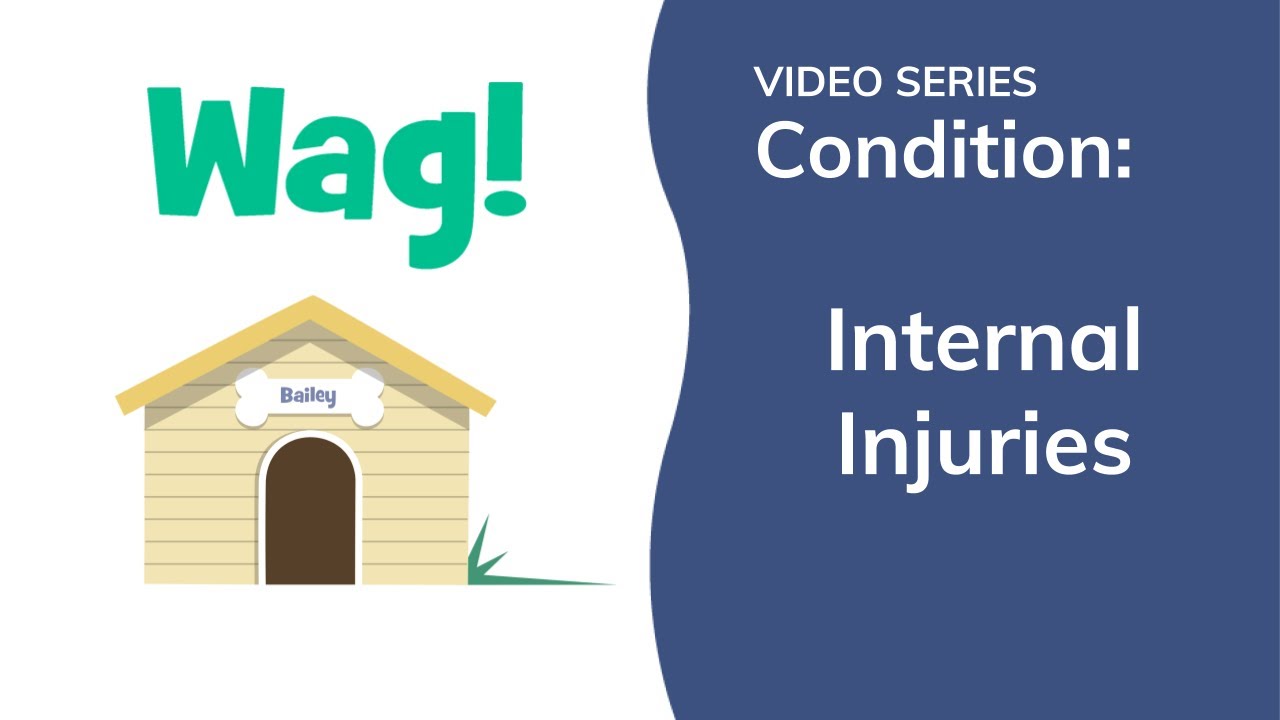 Internal Injuries in Dogs | Wag!