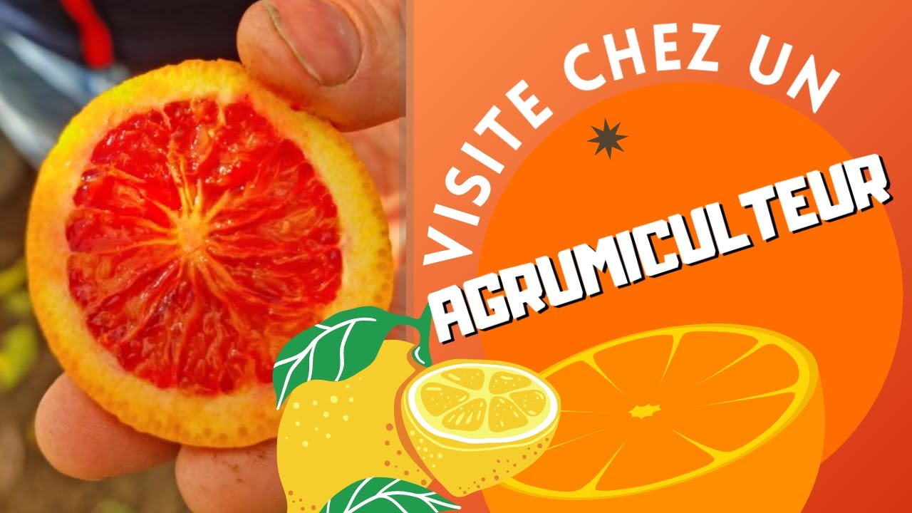 145 variétés D'AGRUMES ! Comment réussir sa plantation d'agrumes en France ?