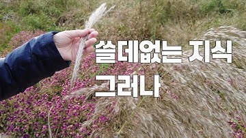 쓸데없는 지식, 그러나, 억새와 갈대 명확한 구별법, 한반도 역사에서 _갈대_가 짱이었다