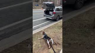 Beagle Dog's Curiosity for Caterer's Food in a Trunk