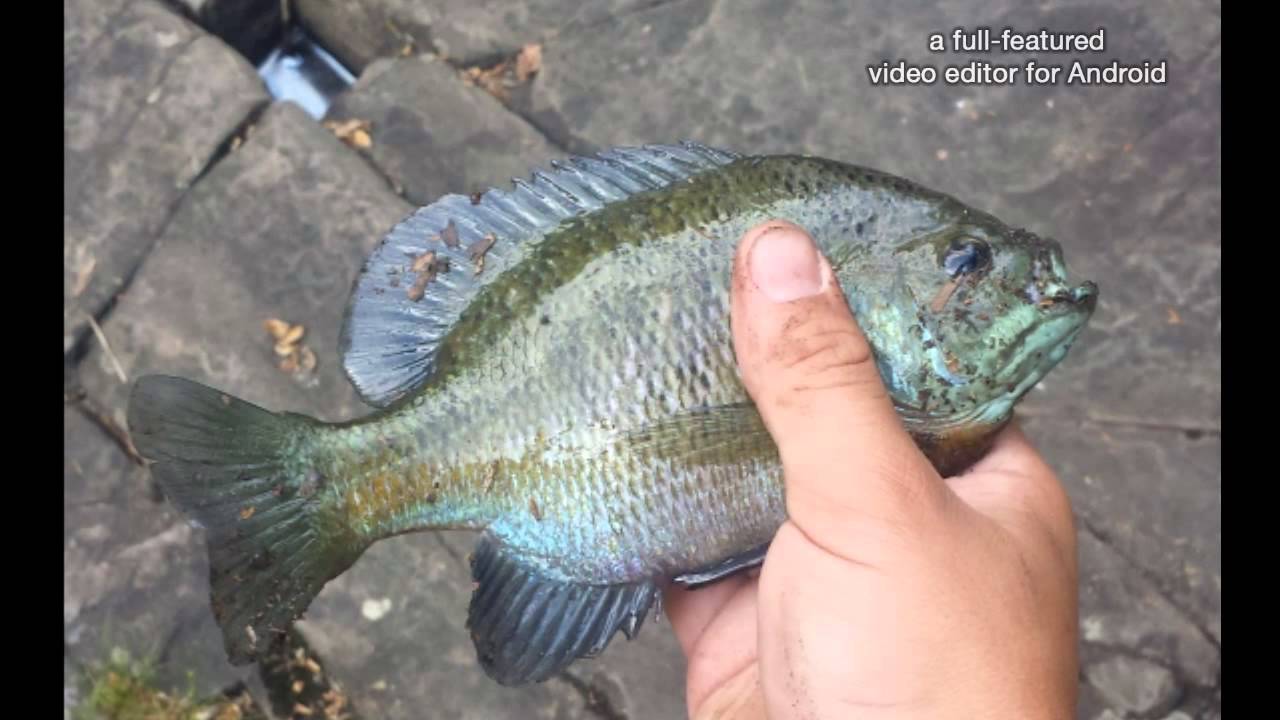 Fishing Beaver Creek YouTube