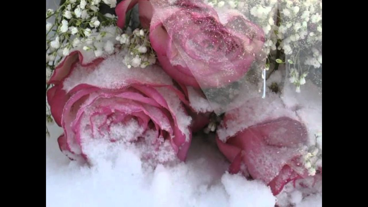 Пионы на снегу том 2 читать. Букет на снегу. С днем рождения цветы на снегу. Розы на снегу. Букет роз на снегу.