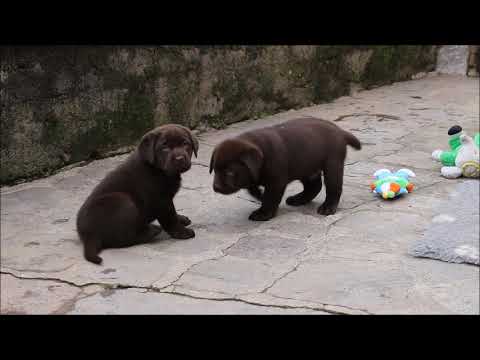 Chiots Labrador Chocolat 6 Semaines Youtube Chiots Labrador Chocolat 6 Semaines Youtube