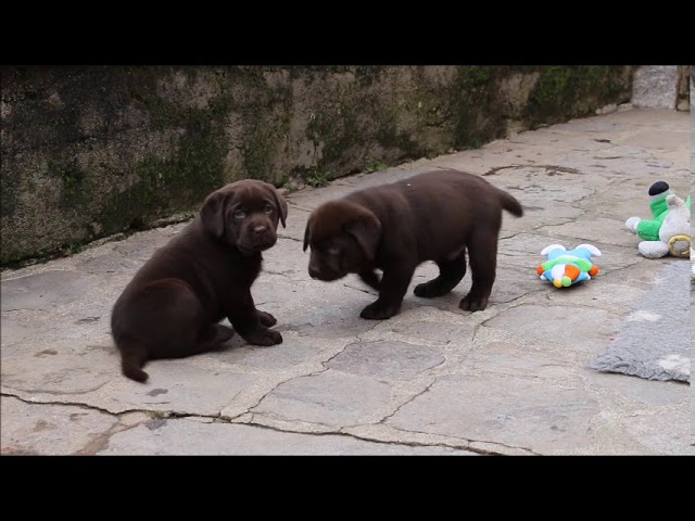 Chiots Labrador Chocolat 6 Semaines Youtube Chiots Labrador Chocolat 6 Semaines Youtube