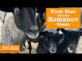 First Year With Our Romanov Sheep | Homestead Animals