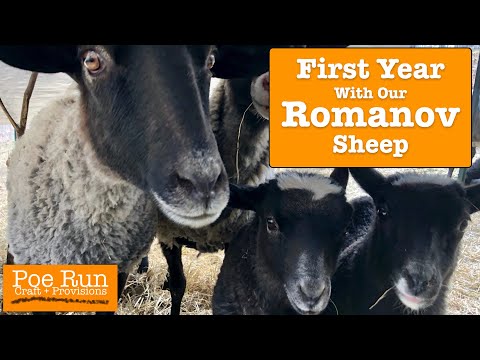 Video: Cara Membiakkan Domba Baka Romanov