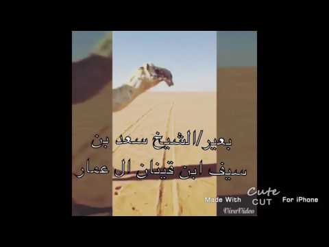 السعد بعير سعد بن سيف ابن قينان ال عمار