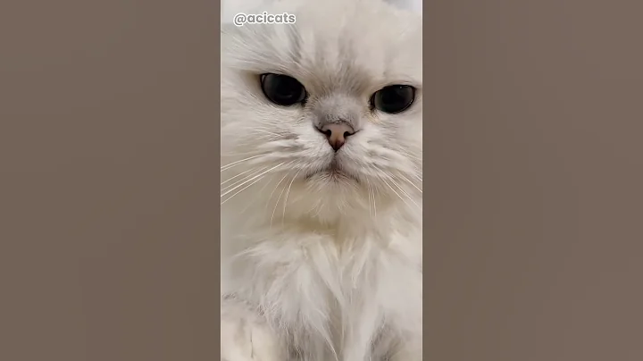 Video 10817811: cats kitten catlover pets, kitten catlover pets cute, kitten pet catlover animals, kitten catlover pets funny