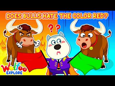 Why Do Bulls Hate The Color Red? 🐂🔴 | 🔍 Wolfoo Explore  - Animals | Educational Videos for Kids