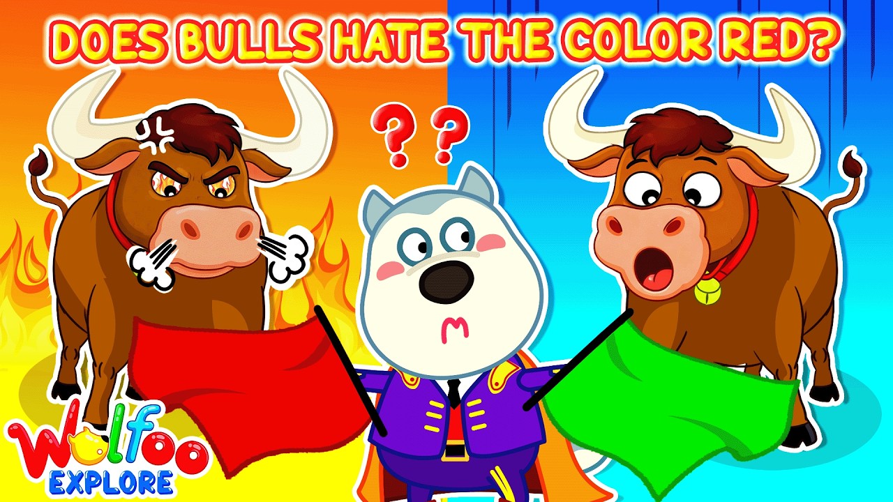 Why Do Bulls Hate The Color Red? 🐂🔴 | 🔍 Wolfoo Explore - How It Works | Educational Videos
