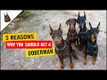 5 Reasons Why You SHOULD GET a DOBERMAN