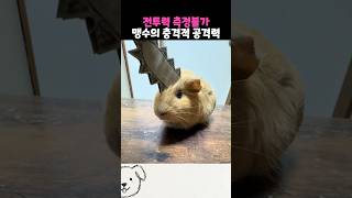 이 맹수는 뭔가 다른것 같습니다