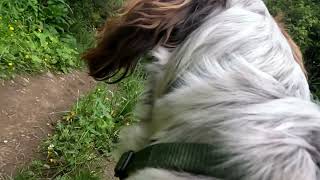 Finn the Spaniel Cam - Scottish country wander by Finn the Spaniel  56 views 10 months ago 16 minutes