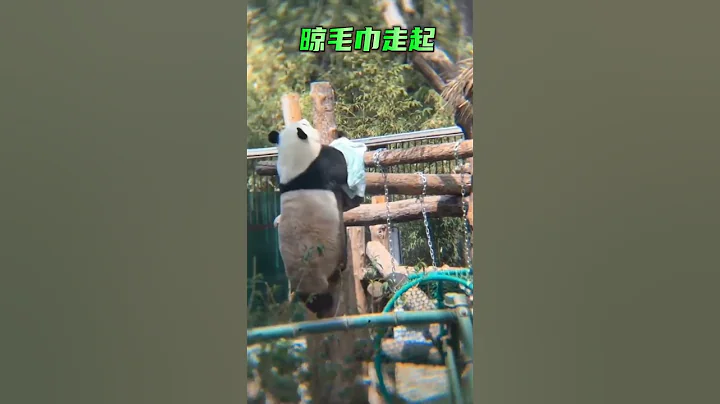 天氣好,萌蘭曬自己的毛巾,被奶爸收了🤣🤣#熊貓 - 天天要聞