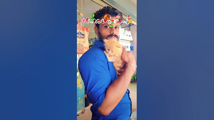 Video 11136441: persian cats catlover, persian cute catlover, cat love