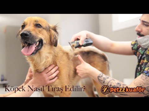 Video: Bir Köpek Nasıl Kırpılır