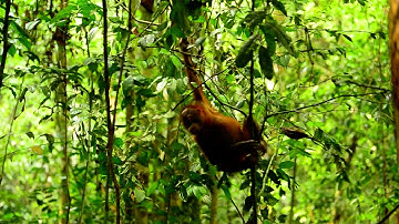 Bagus swaying in the canopy