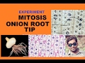 ONION ROOT TIP MITOSIS EXPERIMENT