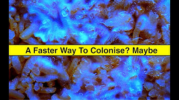 Easy Mushroom Growing: Can Shaking Your Grains Earlier Increase Colonisation Speeds?