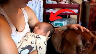 Dog Barks At Babysitter, So Mom Installs Hidden Camera
