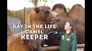 A Day in the Life of a Zookeeper  Camels | World of Animals