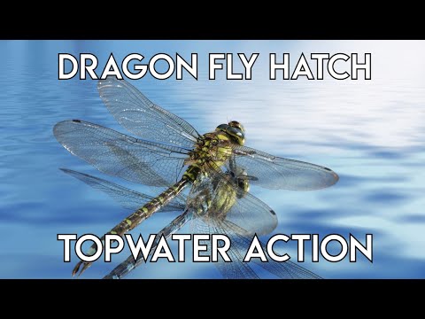 Dragonfly Topwater Action 