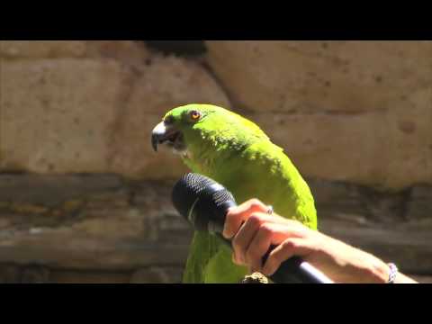 Thumb of Parrot video