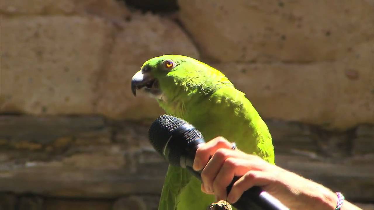 Parrot Sings Seven Songs at Disney World