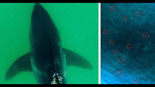 What Bit this White Shark? & Footage From California You Have to See to Believe