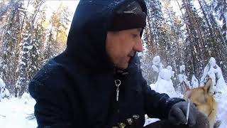 Охота на соболя: установка ловушек ,капканов. Охота на соболя: установка ловушек ,капканов.