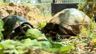 Bessières : à la découverte du refuge des tortues