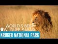 BEST WILD LIFE SAFARI | Kruger National Park, South Africa Tourism