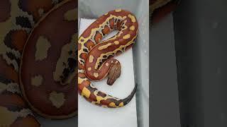 GORGEOUS Blood Python! #shorts