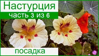 Выращивание настурции из семян, посадка настурции в саду видео Настурция вьющаяся: выращивание из семян, уход