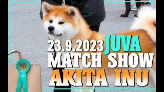 Match Show | Akita Inu