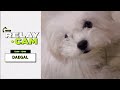 ⏱DAEGAL : 12AM-12AM | ANIMAL 24hr RELAY CAM