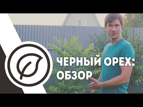 Черный орех на севере Московской области.