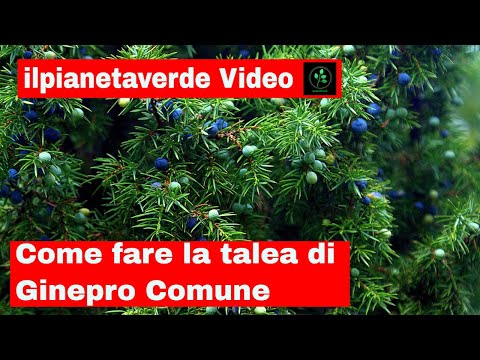 Come riprodurre con la talea il Ginepro Comune ( Juniperus Communis )