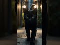 『黒猫三兄弟』ミュージック・ビデオ鋭意制作中　#shorts #野良猫 #保護猫 #地域猫 #blackcat