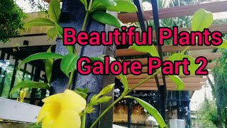 Beautiful Plants Galore Part 2: Bonifacio Shrine